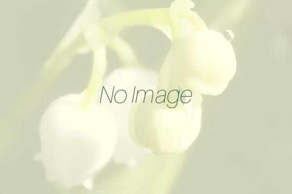 noimage